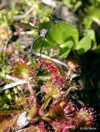 Image of Common Sundew