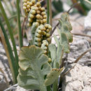 Image of Crater Lake grape fern
