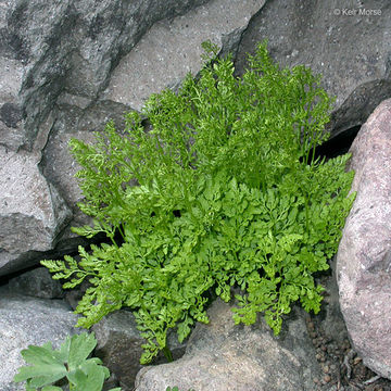 Sivun Cryptogramma cascadensis E. R. Alverson kuva