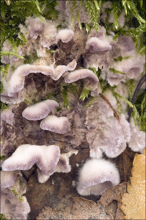 Imagem de Chondrostereum purpureum (Pers.) Pouzar 1959