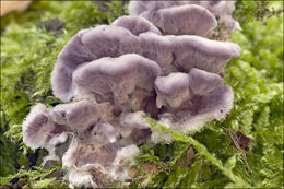 Image of Chondrostereum purpureum (Pers.) Pouzar 1959