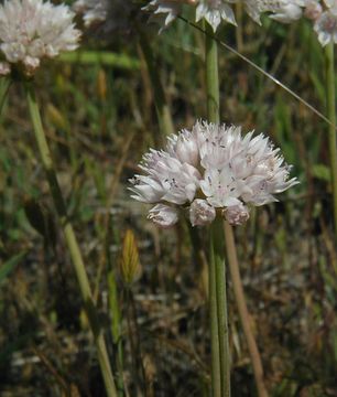 Image of narrowleaf onion