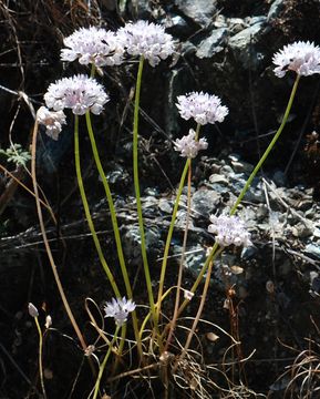 Image of narrowleaf onion