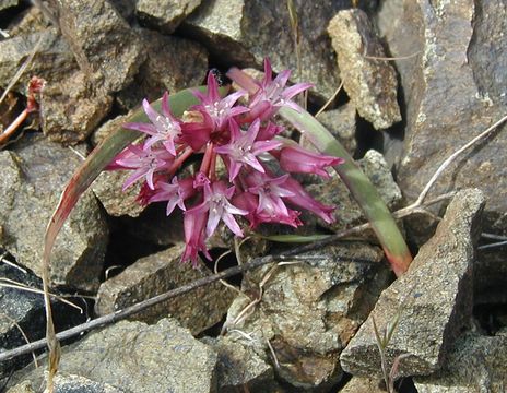 Слика од Allium falcifolium Hook. & Arn.