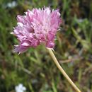 Image de Allium serra McNeal & Ownbey