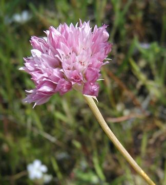 Image of jeweled onion