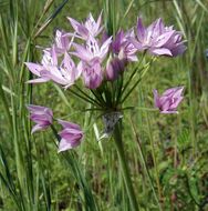 Allium unifolium Kellogg resmi