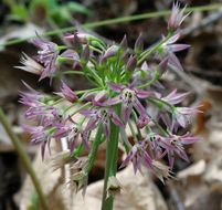 Image of dusky onion