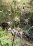 Image of dusky onion