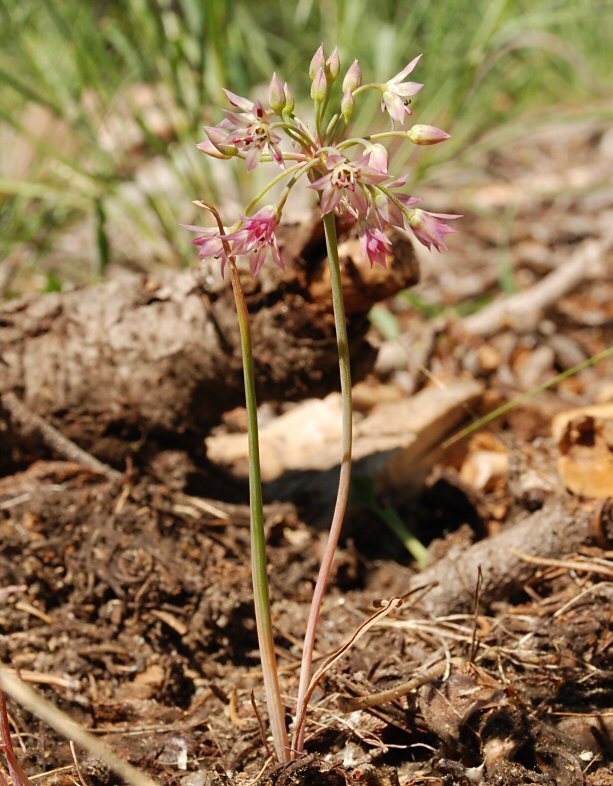 Image of dusky onion