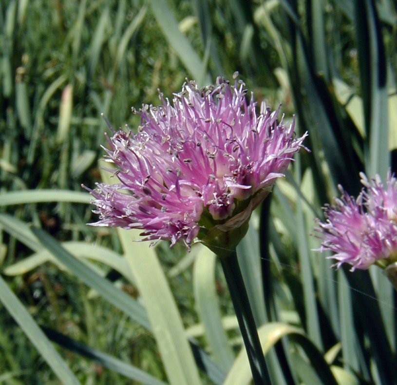 Image of Pacific onion