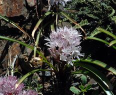 Слика од Allium yosemitense Eastw.