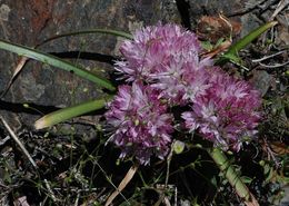 Слика од Allium yosemitense Eastw.