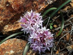 Слика од Allium yosemitense Eastw.