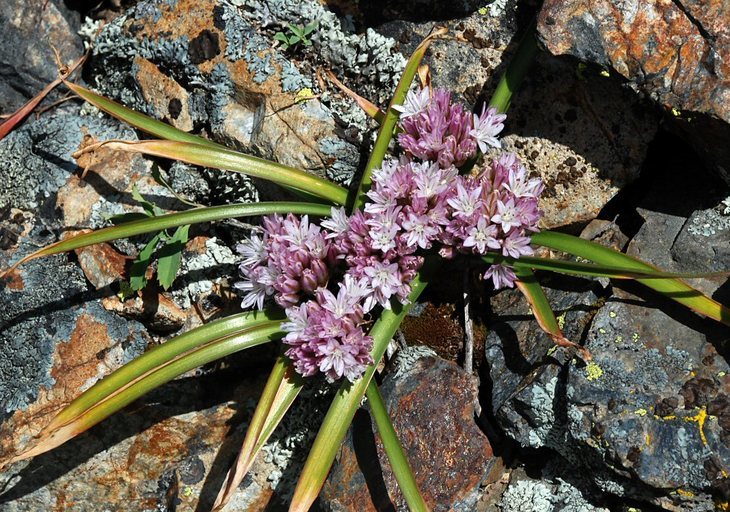 Слика од Allium yosemitense Eastw.