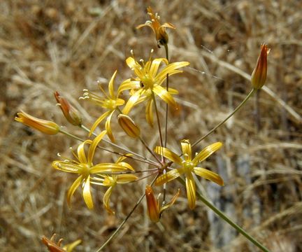 Image of common goldenstar