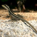 صورة Basiliscus vittatus Wiegmann 1828