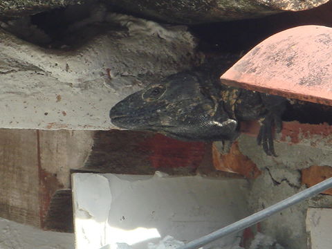 Image of Black Iguana