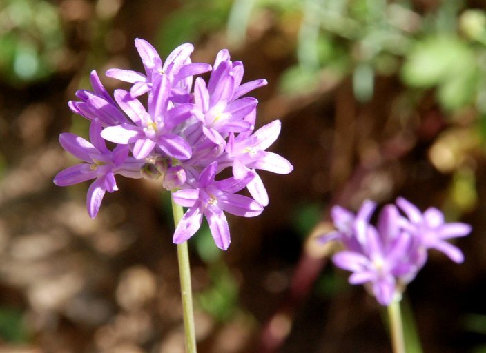 Sivun Dichelostemma multiflorum (Benth.) A. Heller kuva