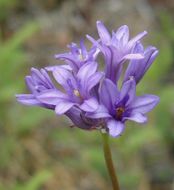 Image of roundtooth snakelily