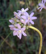 Image of roundtooth snakelily