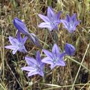 Triteleia laxa Benth.的圖片