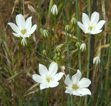 Слика од Triteleia hyacinthina (Lindl.) Greene