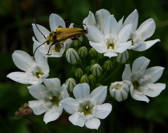 Image of white brodiaea