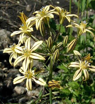 Sivun Triteleia ixioides subsp. anilina (Greene) L. W. Lenz kuva