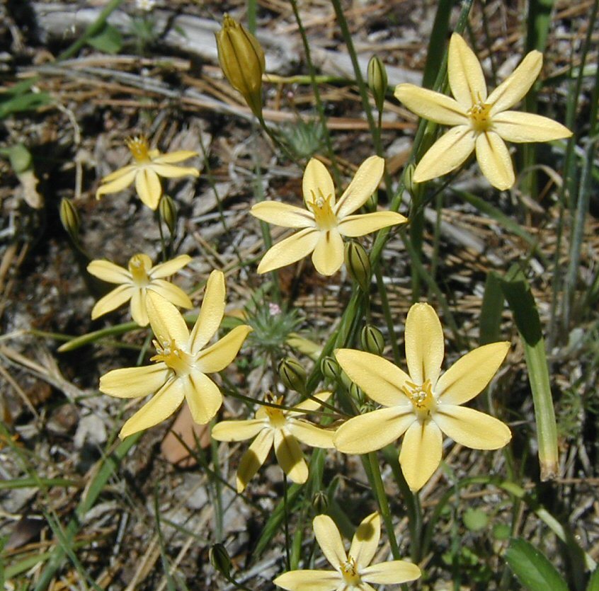 Слика од Triteleia ixioides subsp. scabra (Greene) L. W. Lenz