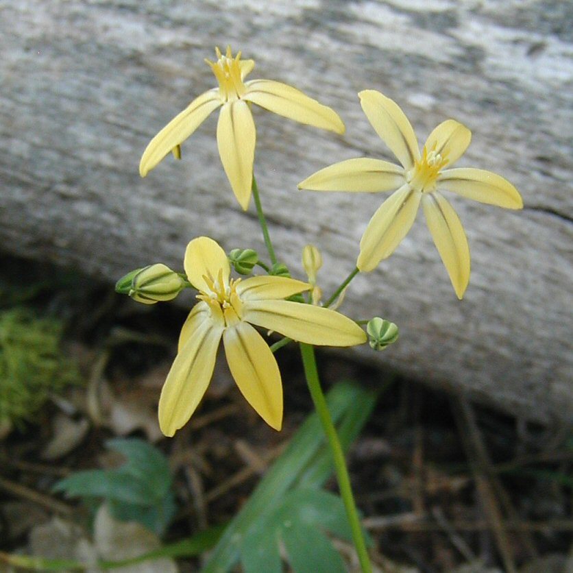 Слика од Triteleia ixioides subsp. scabra (Greene) L. W. Lenz