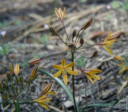 Image of Sierra triteleia