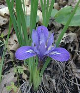 Image of bowltube iris