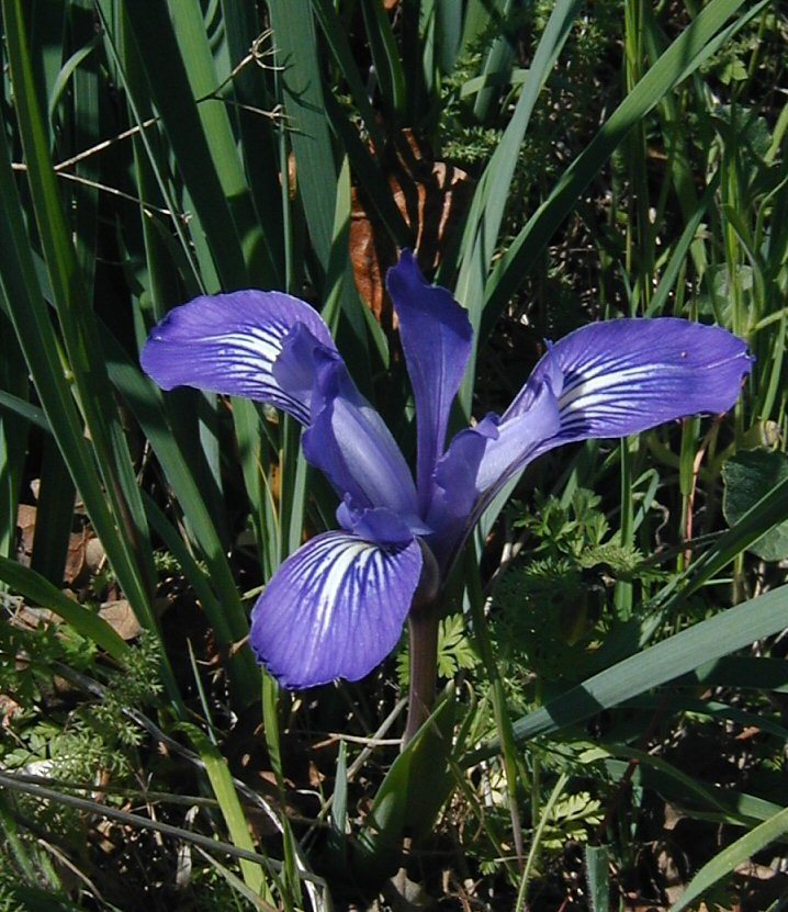 Image of bowltube iris