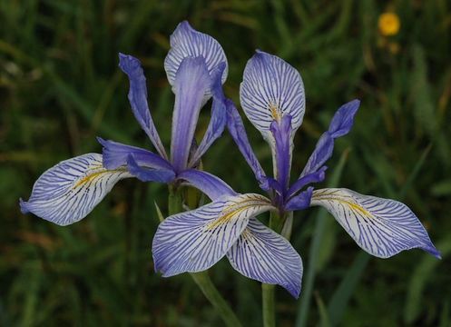 Image of Rocky Mountain iris