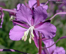 Imagem de Epilobium angustifolium L.