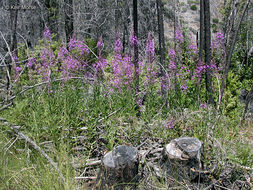 Imagem de Epilobium angustifolium L.