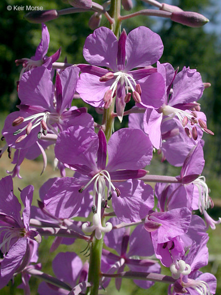 Imagem de Epilobium angustifolium L.