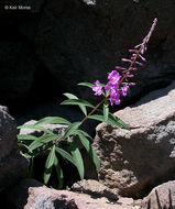 Image of rosebay willowherb