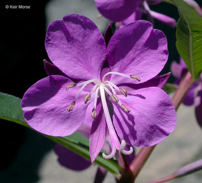 Imagem de Epilobium angustifolium L.