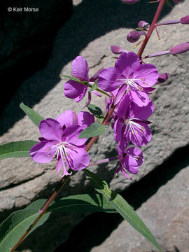 Imagem de Epilobium angustifolium L.