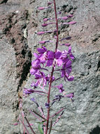 Imagem de Epilobium angustifolium L.