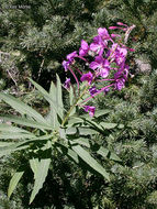 Imagem de Epilobium angustifolium L.