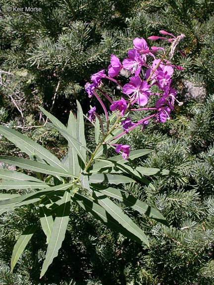 Image of rosebay willowherb