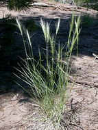 Imagem de Elymus elymoides (Raf.) Swezey