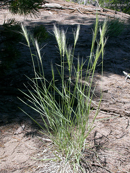 Imagem de Elymus elymoides (Raf.) Swezey