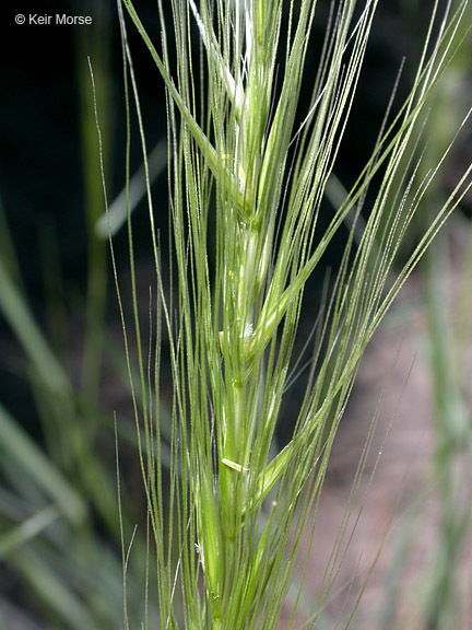 Imagem de Elymus elymoides (Raf.) Swezey