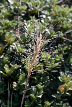 Imagem de Elymus elymoides (Raf.) Swezey