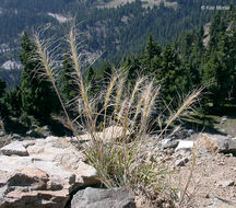 Imagem de Elymus elymoides (Raf.) Swezey