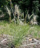 Imagem de Elymus elymoides (Raf.) Swezey